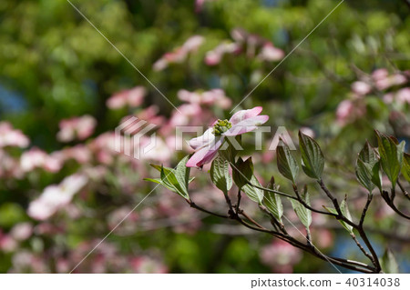 White dogwood flower that has begun to bloom White dogwood flower that has begun to bloom 40314038