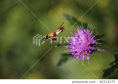 Horse mackerel 40314175