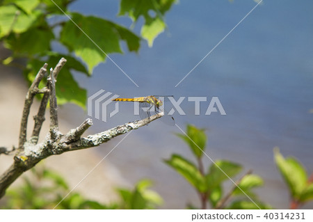 秋茜（夏） 40314231