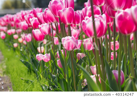 Tulip flowers in full bloom Tulip flowers in full bloom 40314247