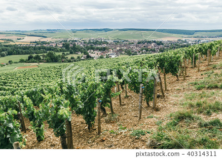 Grape field in France 40314311