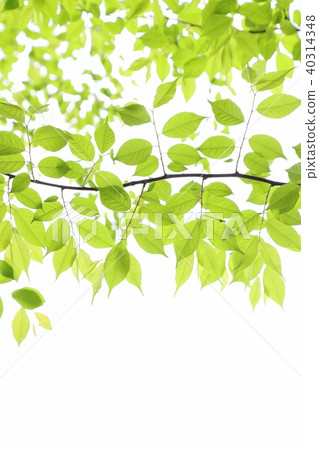 Fresh green Fresh green 40314348