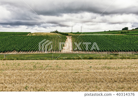 Growing grapes in France Growing grapes in France 40314376