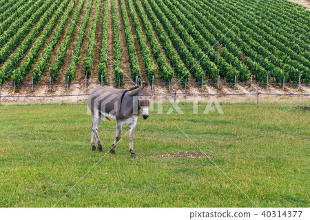 little donkey on the field little donkey on the field 40314377