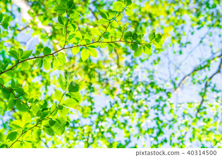 Fresh green and eco image Fresh green and eco image 40314500