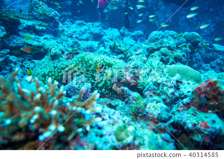 Clark's Anemonefish Clark's Anemonefish 40314585