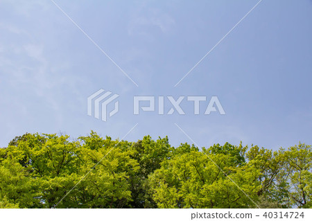 清新的綠色和藍天 40314724