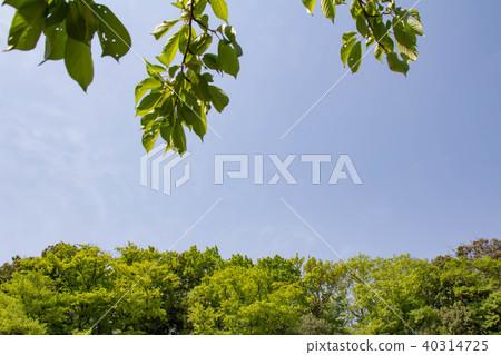 清新的綠色和藍天 40314725