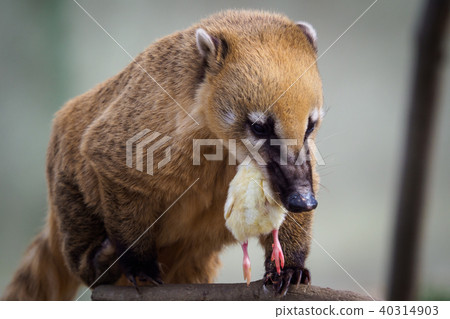 South american coati (Nasua nasua) 40314903