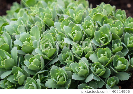 Garden plants at springtime ( Sedum telephium ) 40314906