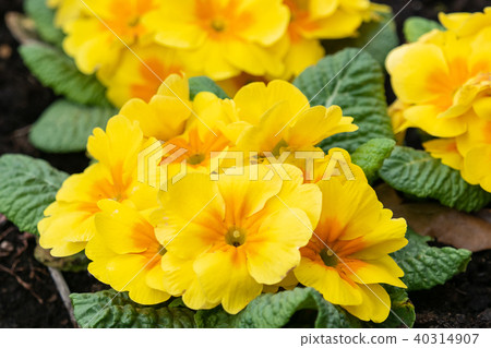 Yellow primula flowers in blossom close up 40314907