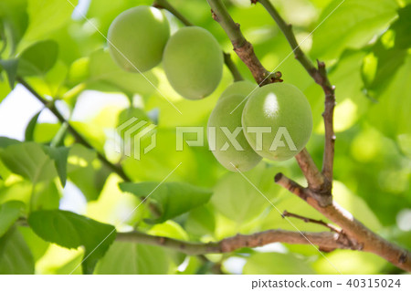 Lush plum fruit 40315024