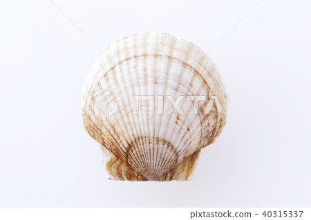 Scallop Scallop 40315337