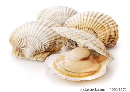 Scallop 40315371
