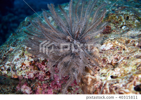 corals 40315811