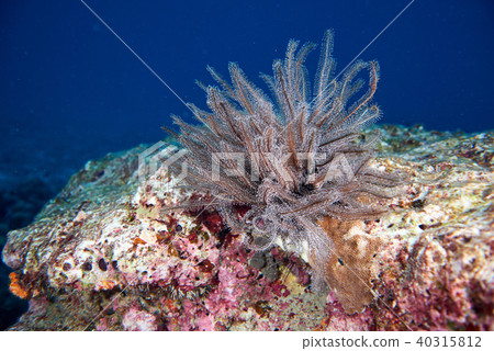 corals 40315812