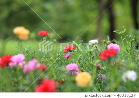 Colorful of flowers in garden with green Colorful of flowers in garden with green 40316127