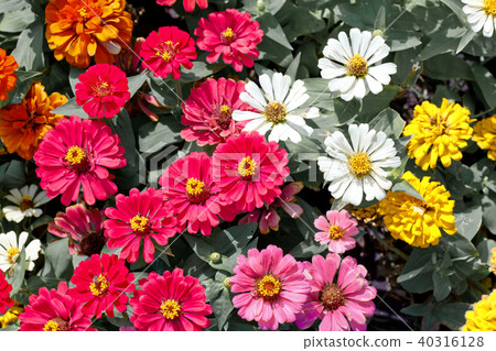 Colorful of flowers 40316128