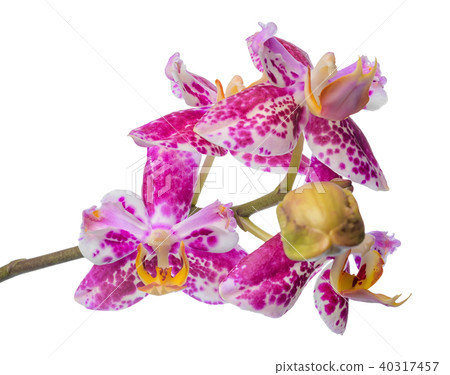 Blooming branch unusual spotted purple orchids Blooming branch unusual spotted purple orchids 40317457