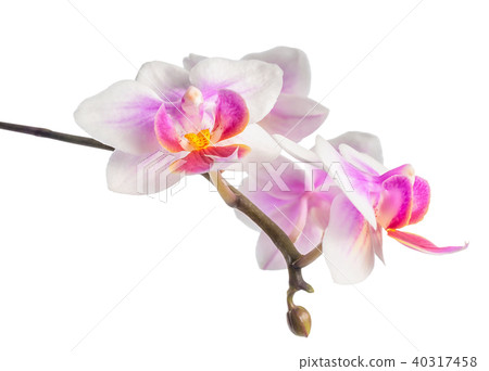 Blooming branch soft white with lilac orchid Blooming branch soft white with lilac orchid 40317458