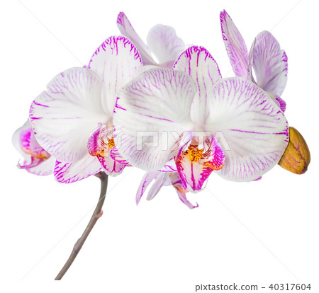 Blooming lilac striped orchid, phalaenopsis Blooming lilac striped orchid, phalaenopsis 40317604