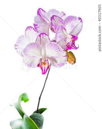 Blooming striped orchid is isolated on white Blooming striped orchid is isolated on white 40317605