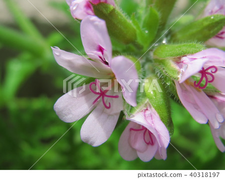 Centered geranium Centered geranium 40318197