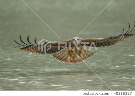 Food, hovering, gliding, looking, looking, Taiwan, New Taipei City 40318357
