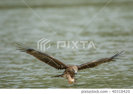 食物,盤旋,滑翔,尋找,目光,台灣,新北市 40318420
