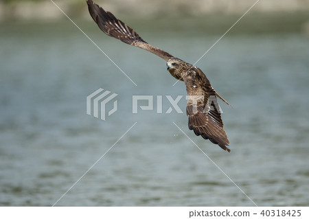 Food, hovering, gliding, looking, looking, Taiwan, New Taipei City 40318425