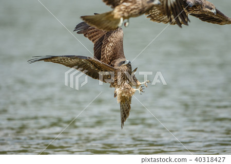 食物,盤旋,滑翔,尋找,目光,台灣,新北市 40318427