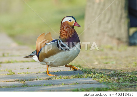 鮮豔,情侶,宜蘭,梅花湖,祝福,戀愛,結婚,夫妻 40318455