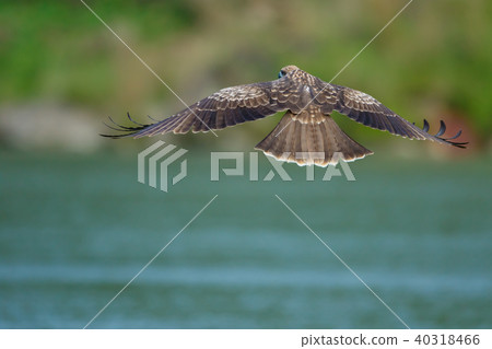 食物,盤旋,滑翔,尋找,目光,台灣,新北市 40318466