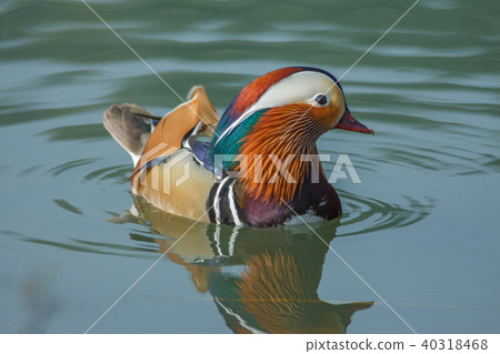 Bright, couple, Yilan, plum lake, blessing, love, marriage, husband and wife Bright, couple, Yilan, plum lake, blessing, love, marriage, husband and wife 40318468