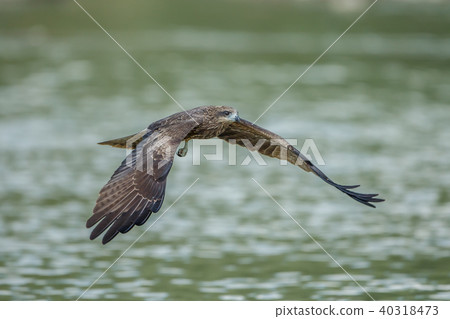 食物,盤旋,滑翔,尋找,目光,台灣,新北市 40318473