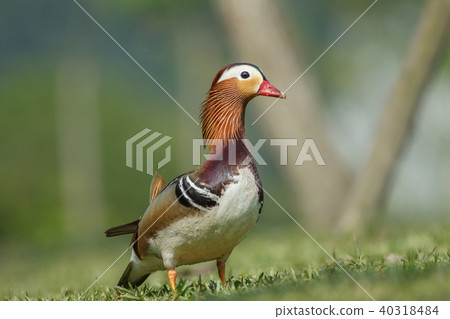 Bright, couple, Yilan, plum lake, blessing, love, marriage, husband and wife Bright, couple, Yilan, plum lake, blessing, love, marriage, husband and wife 40318484