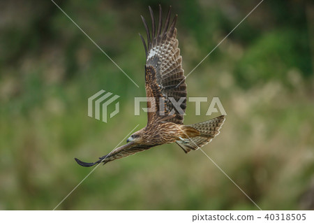 Food, hovering, gliding, looking, looking, Taiwan, New Taipei City 40318505
