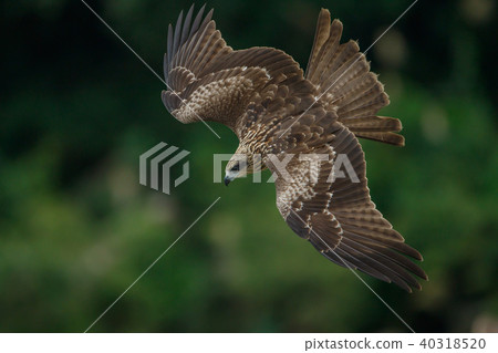Food, hovering, gliding, looking, looking, Taiwan, New Taipei City Food, hovering, gliding, looking, looking, Taiwan, New Taipei City 40318520