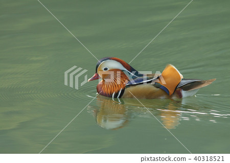 Bright, couple, Yilan, plum lake, blessing, love, marriage, husband and wife Bright, couple, Yilan, plum lake, blessing, love, marriage, husband and wife 40318521