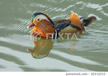 Bright, couple, Yilan, plum lake, blessing, love, marriage, husband and wife 40318552