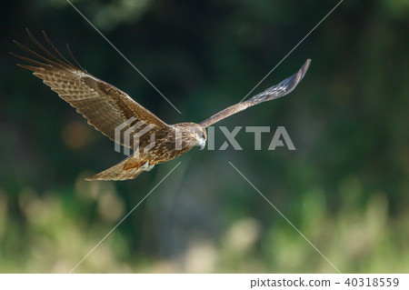 Food, hovering, gliding, looking, looking, Taiwan, New Taipei City Food, hovering, gliding, looking, looking, Taiwan, New Taipei City 40318559