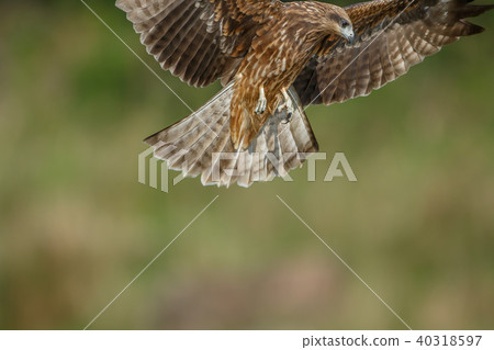 食物,盤旋,滑翔,尋找,目光,台灣,新北市 40318597