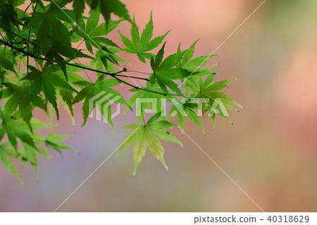 秋天,多彩,樹,樹木,農場,景色,小品,台灣,台中市,和平區,福壽山農場 秋天,多彩,樹,樹木,農場,景色,小品,台灣,台中市,和平區,福壽山農場 40318629