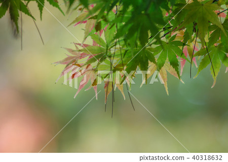 秋天,多彩,樹,樹木,農場,景色,小品,台灣,台中市,和平區,福壽山農場 秋天,多彩,樹,樹木,農場,景色,小品,台灣,台中市,和平區,福壽山農場 40318632