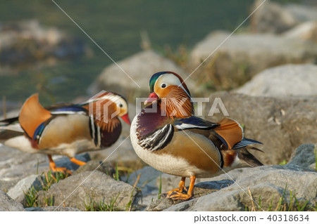 Bright, couple, Yilan, plum lake, blessing, love, marriage, husband and wife 40318634