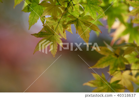 秋天,多彩,樹,樹木,農場,景色,小品,台灣,台中市,和平區,福壽山農場 40318637