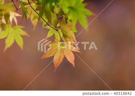 秋天,多彩,樹,樹木,農場,景色,小品,台灣,台中市,和平區,福壽山農場 40318642