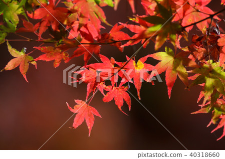 秋天,多彩,樹,樹木,農場,景色,小品,台灣,台中市,和平區,福壽山農場 秋天,多彩,樹,樹木,農場,景色,小品,台灣,台中市,和平區,福壽山農場 40318660