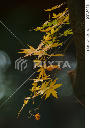 秋天,多彩,樹,樹木,農場,景色,小品,台灣,台中市,和平區,福壽山農場 40318666