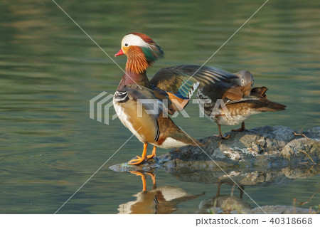 Bright, couple, Yilan, plum lake, blessing, love, marriage, husband and wife 40318668